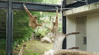 ココちゃんは、どこ行った？　いしかわ動物園　シロテテナガザル