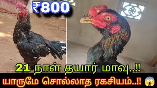 யாருமே சொல்லாத ரகசியம்..!! 21 நாள் சண்டை சேவல் தயார் மாவு மிக குறைந்த விலையில்..!! 😱🔥#sandaikoli