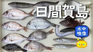 【堤防釣り】日間賀島　西港での釣行 / Embankment fishing