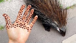 do NOT grab porcupines..