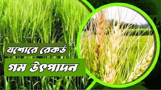 যশোরে রেকর্ড গম উৎপাদন | Jessore Wheat | BUSINESS MIRROR