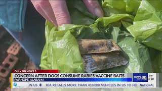 Concern After Dogs Consume Rabies Vaccine Baits