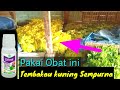 CARA  MENJADIKAN TEMBAKAUNYA KUNING SEMPURNA