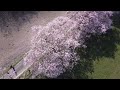 ultimate shots from cherry blossom 2023 4k uhd kirschblüte 2023