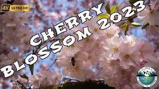 Ultimate shots from CHERRY BLOSSOM 2023  [4K UHD] | Kirschblüte 2023