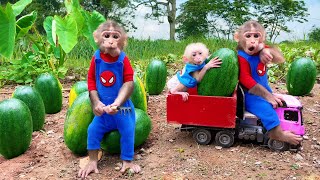 Farmer Bu Bu and baby monkey Su take care of the watermelon garden