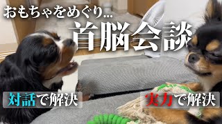 おもちゃをめぐり、先住犬と子犬のチワワが会話する姿がこちら...#フレンチブルドッグ #キャバリア #チワワ #多頭飼い #いぬ