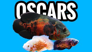 Oscar Cichlid Care - What You Need to Know