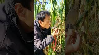 ভুট্টা ক্ষেতে তালা #funny #comedy #shorts #viralvideo #china #villagelife