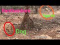 Most Rare Tiger Attacking Dog but he Escaped. Aishwarya T99 try to catch Dog