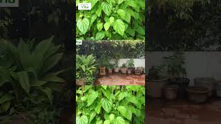 எங்கள் மொட்டை மாடி தோட்டத்தில் வெற்றிலை | Anitha Pushpavanam Kuppusamy Terrace Garden Vlog