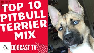 TOP 10 PITBULL HIBRID kutya!  DogCast TV!