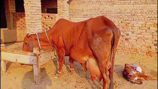 Pure cholistani cow