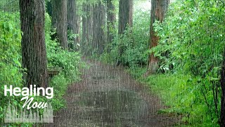 A forest walking path filled with the calming Rain sound. White Nose for Relax, Meditate, Study