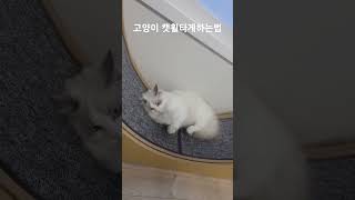 고양이 캣휠타게 하는법