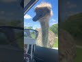 hungry ostrich rushes for food at a drive thru zoo 🦤