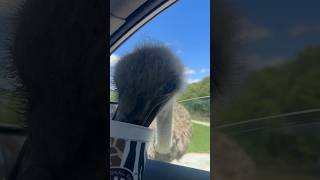 Hungry ostrich rushes for food at a drive-thru zoo! 🦤