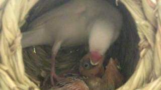 生後16日の白文鳥のヒナです