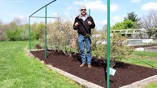 Growing Blueberries in KY | Small fruit | Highbush Blueberries