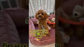 #dog #pets #yt #cute #inspiration #cutedog #animals #shorts #funny #piesek #doglover #dogshorts#dogs