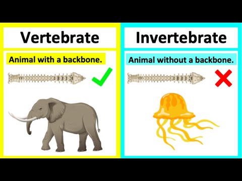 Is cockroach a vertebrate?