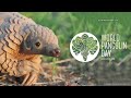 adorable pangolin has an awesome time in the mud