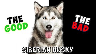 SIBERIAN HUSKY - PROS & CONS