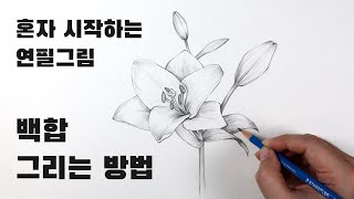 초보자를 위한 꽃 스케치 수업 / 꽃 잘 그리는 방법, 백합꽃 그리기 Draw flowers with a pencil