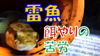 【餌に飽きる】ひ弱な雷魚（カムルチー）の給餌で苦労してる話【栄養バランス】