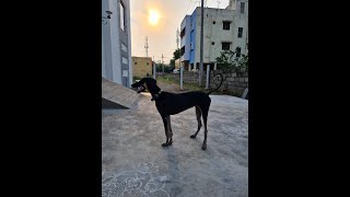 5 months old kanni dog🦮 hunting🔥, running🔥 skills/chippiparai dog🐕‍🦺/Kanni dog🐕‍🦺× Vikram😈