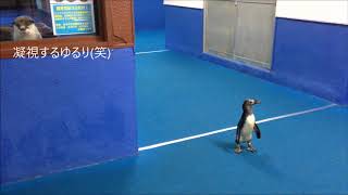 【ペンギン】可愛いストーカーさん（伊勢シーパラダイス／水族館）