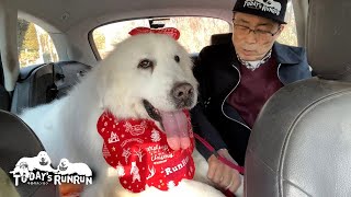 前泊でアランの応援に出発したルンルンとベルです　Great Pyrenees　グレートピレニーズ