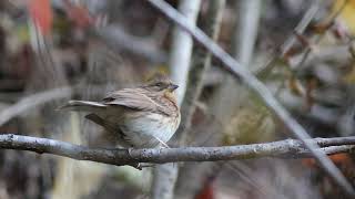 ミヤマホオジロ♀　Yellow-throated bunting　野鳥　wildbirds