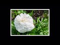 flowers of the world garden ranúnculo ranunculus asiaticus flower 2023 91