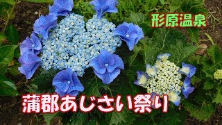 蒲郡あじさい祭り　日本の珍しい紫陽花が集まりました