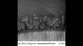 Nucleation and fragmentation of dendrites in Al-Cu