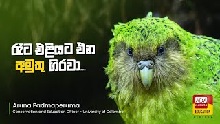 රෑට එළියට එන අමුතු ගිරවා. -  Strange parrot