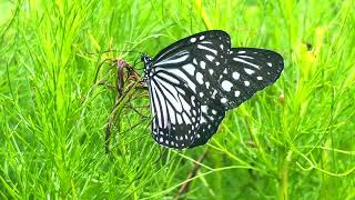 Natures Secrets / සුන්දර පරිසරයේ රහස්