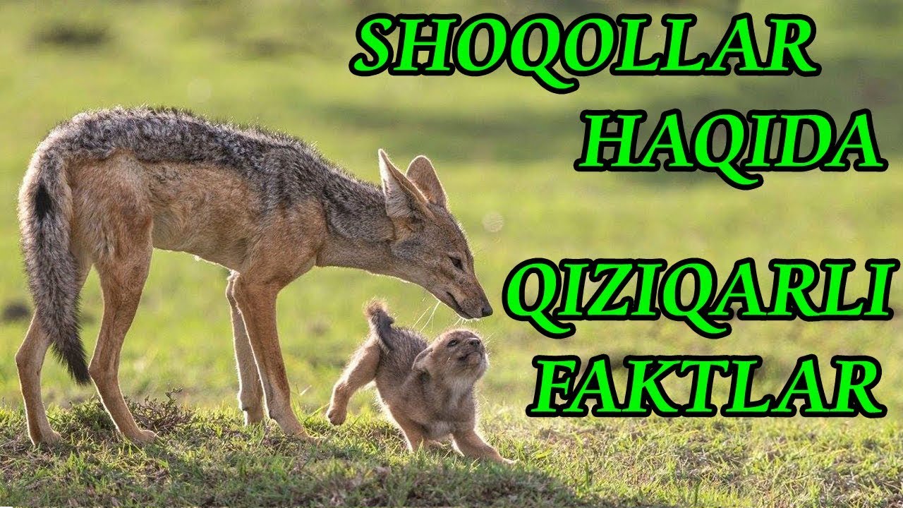Yirtqichlar o lkasi. Shoqollar. Shoqol hayvon. Йирткич Шер.