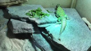 Ornate Uromastyx (U. ornata) adult male \