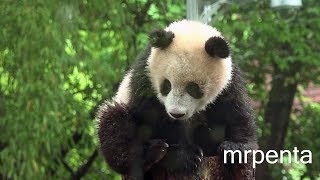 今日のシャンシャン　４月２５日　上野動物園　香香　パンダ