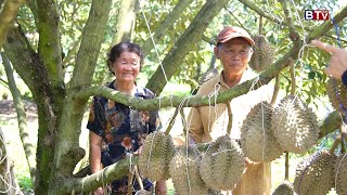 AGRICULTURE/កម្មវិធីកសិកម្មៈ  ដំណាំទុរេនលក្ខណៈគ្រួសារ ចម្ការតាបូ អូរកោះមាន់ ខេត្តកំពង់ស្ពឺ