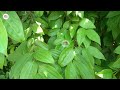 bay leaf information in hindi benefits of bay leaf तेजपत्ता की जानकारी subhash bhardwaj