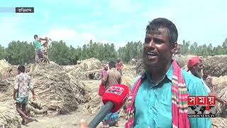 ধানের পর এবার পাট নিয়ে বিপাকে কৃষকেরা! | কম দামে পাট কিনে মজুদের অভিযোগ! | Jutes of BD | Somoy TV