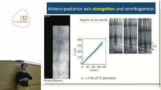 Mechanics of embryonic tissue elongation and segmentation - Karine Guevorkian