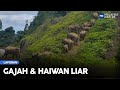 Laporan: Gajah & Haiwan Liar | MHI (14 Disember 2022)