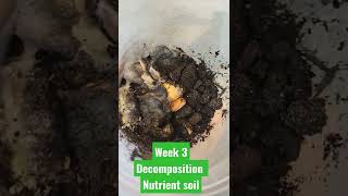 Soil Ecology | Decomposition week 3