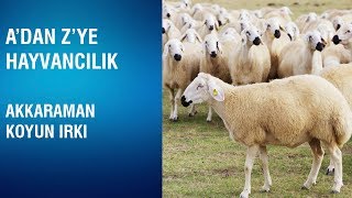 A'dan Z'ye Hayvancılık - Akkaraman Koyun Irkı