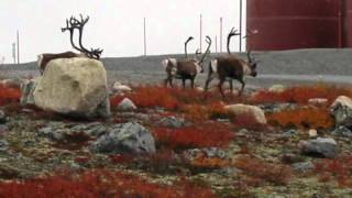 Mercury in the Canadian Arctic environment by John Chetelat.wmv