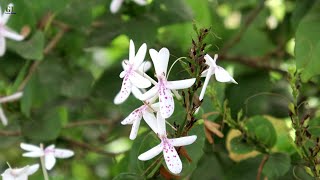 Propagate Pseuderanthemum Reticulatum or Pseuderanthemum Andersoni from cutting (with update)